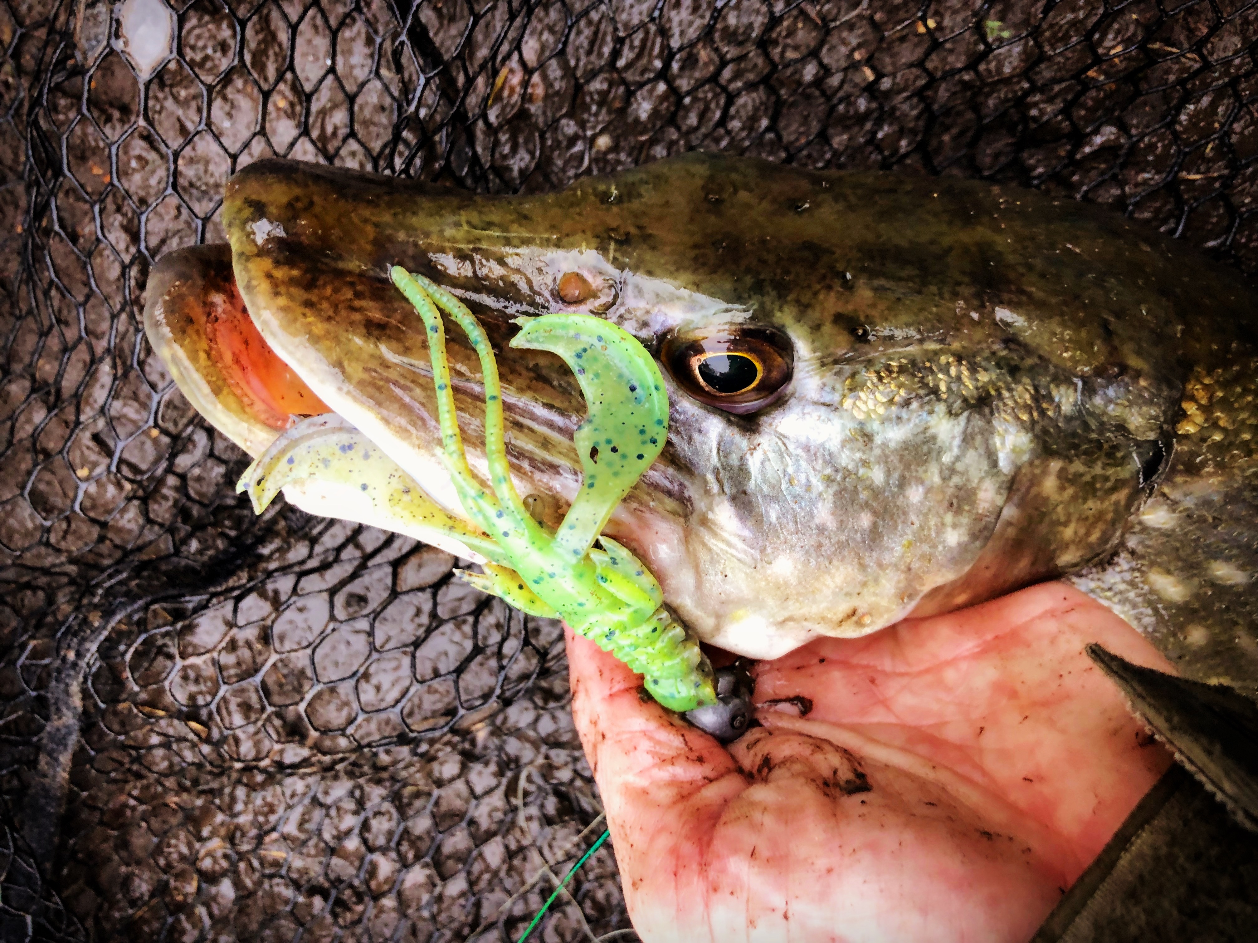 Perch Object Life on the Bank
