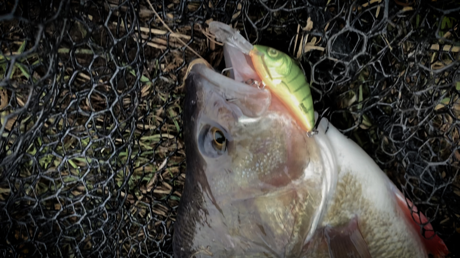 Perch Object Life on the Bank