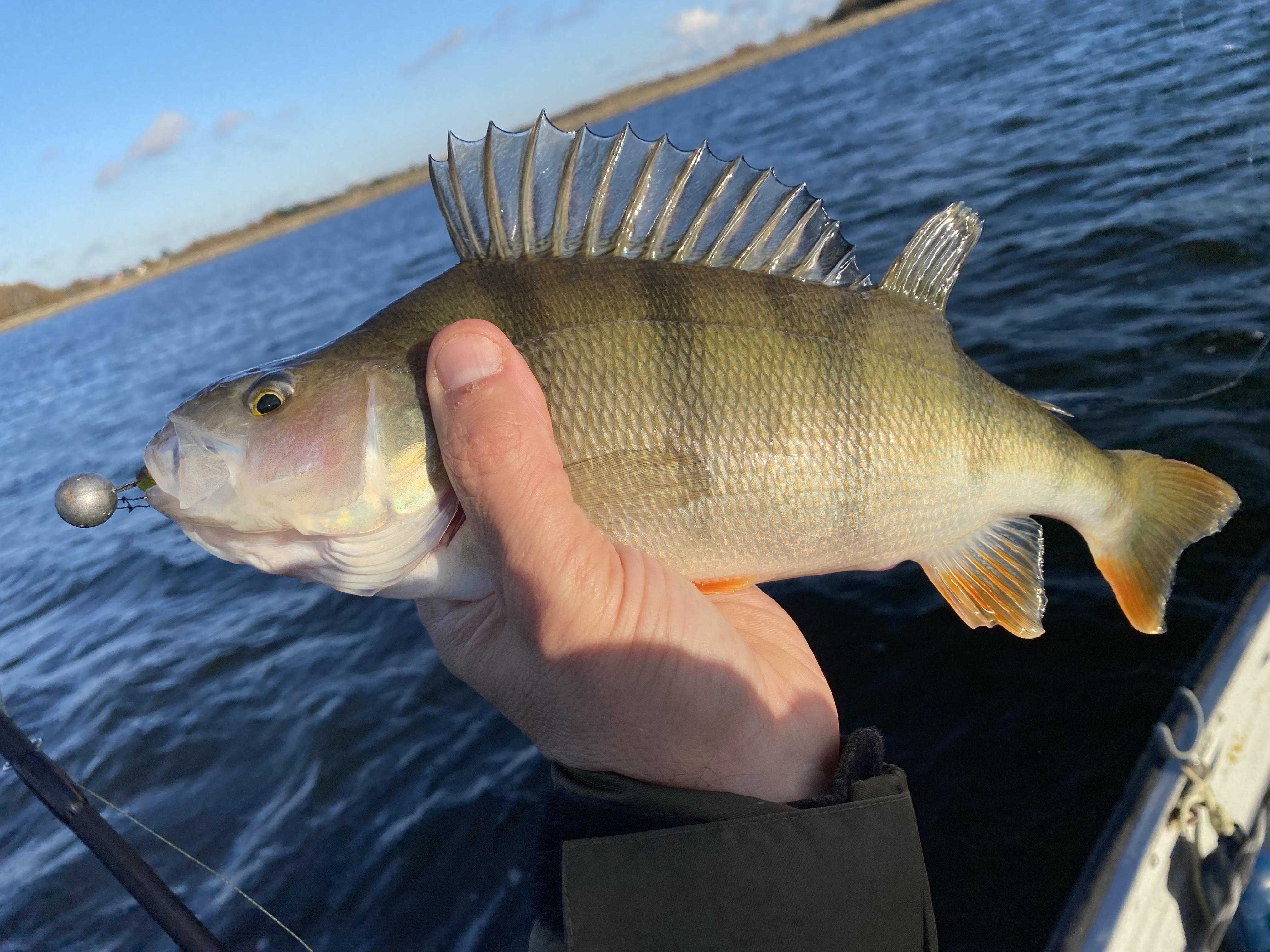 Perch Object Life on the Bank