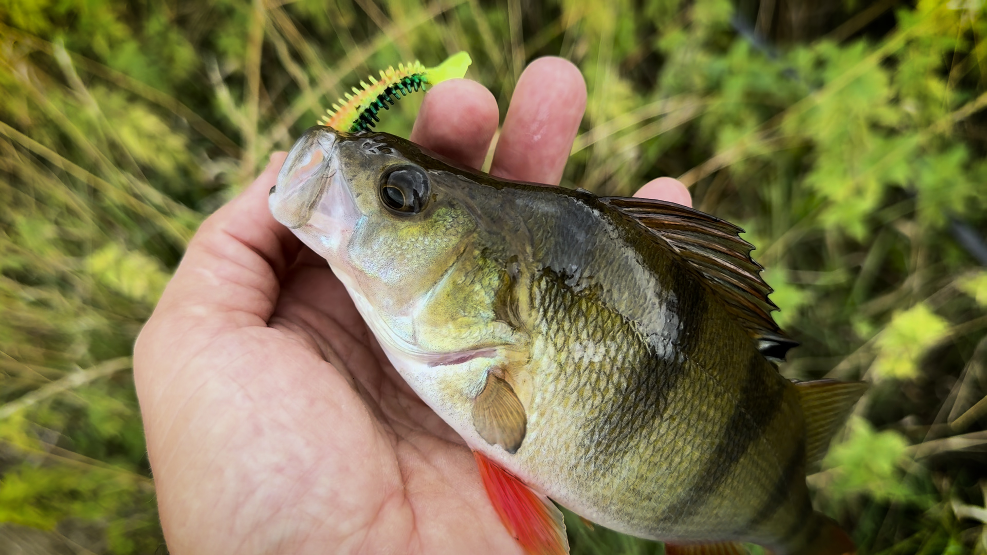 cedar run fishing lures Cedar run lures sinking glider in herring - Plugs - Want to Sell