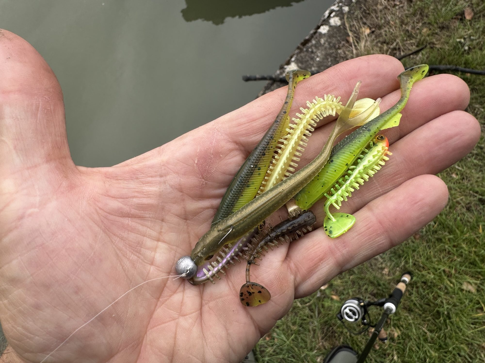 blue polar parrot fish size Polar Blue Parrot Cichlid