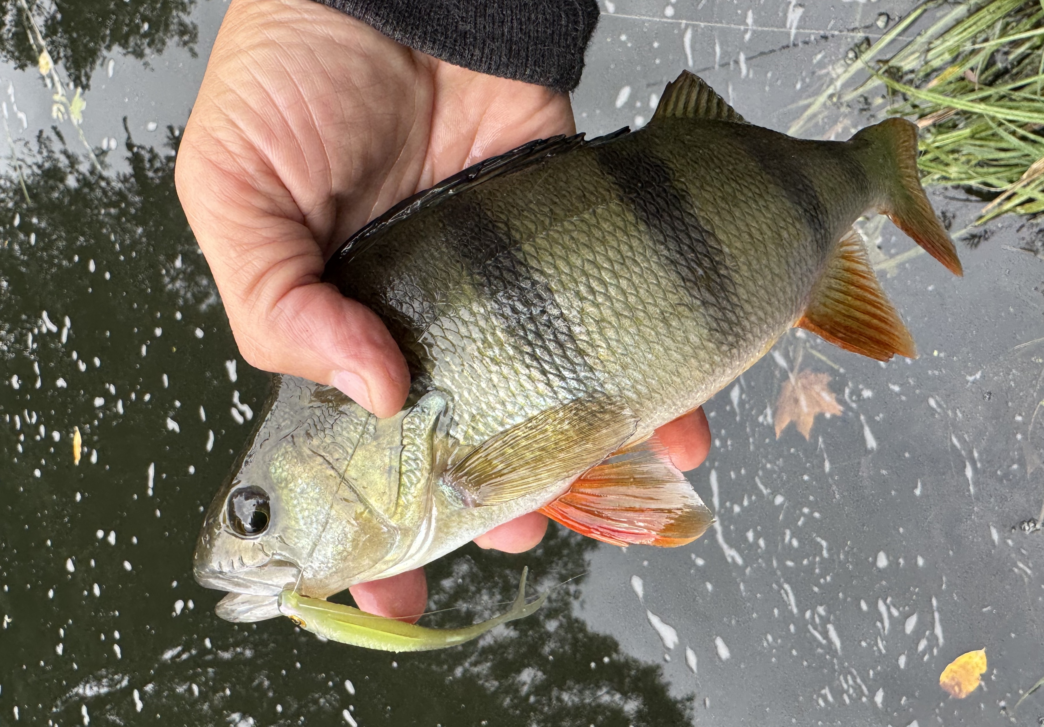 Perch Object Life on the Bank