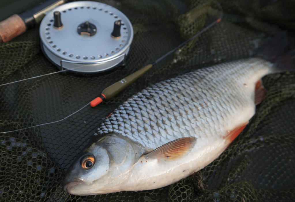 best hooks for roach fishing How to Catch Roach on a River | Beginner's Guide