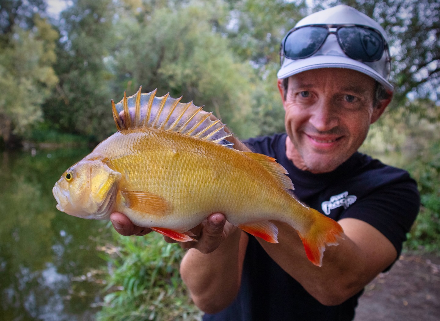 Golden Perch on a 7cm Scent Shad