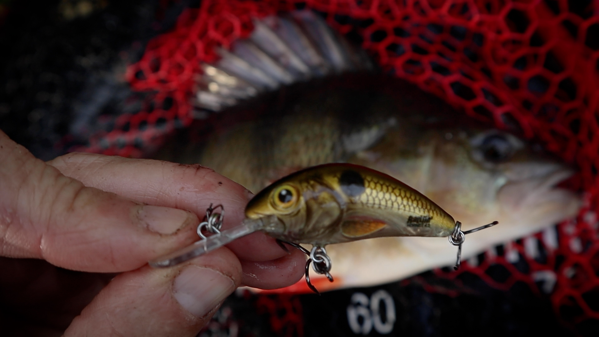 Salmo Rattlin Hornet Pearl Shad