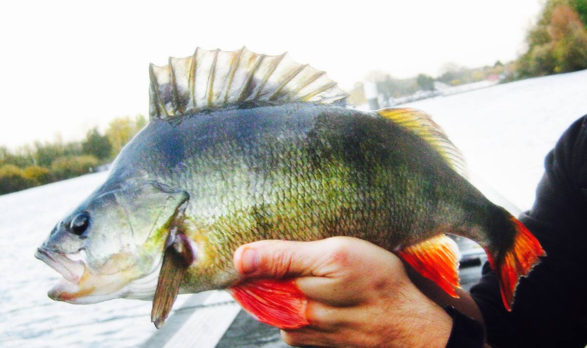 Dropshot Perch Fishing
