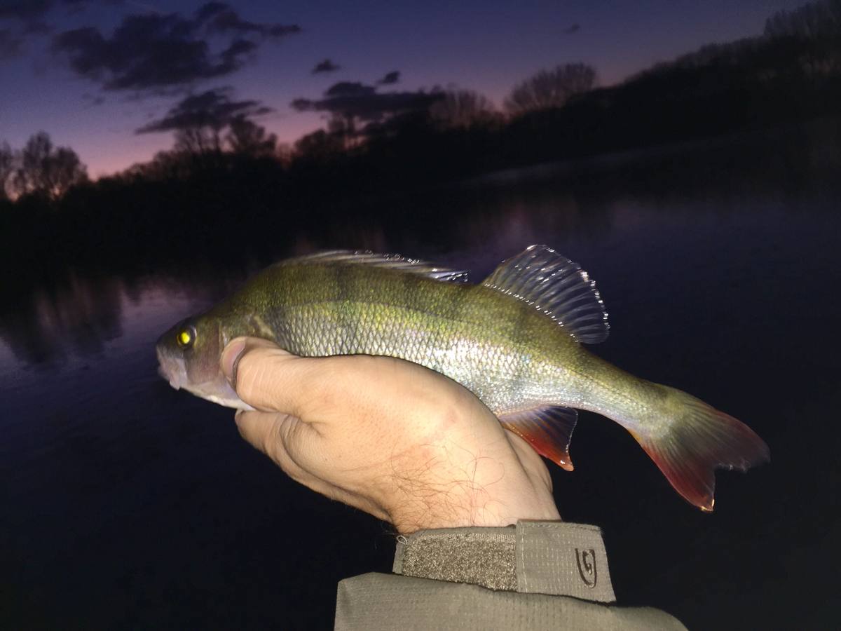 Wasp Perch Fishing
