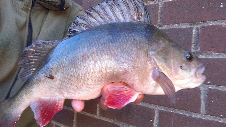 Big Perch Fishing