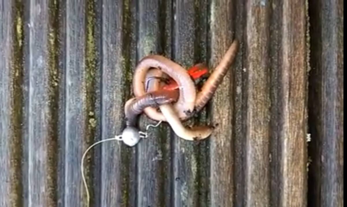 Worms for Perch