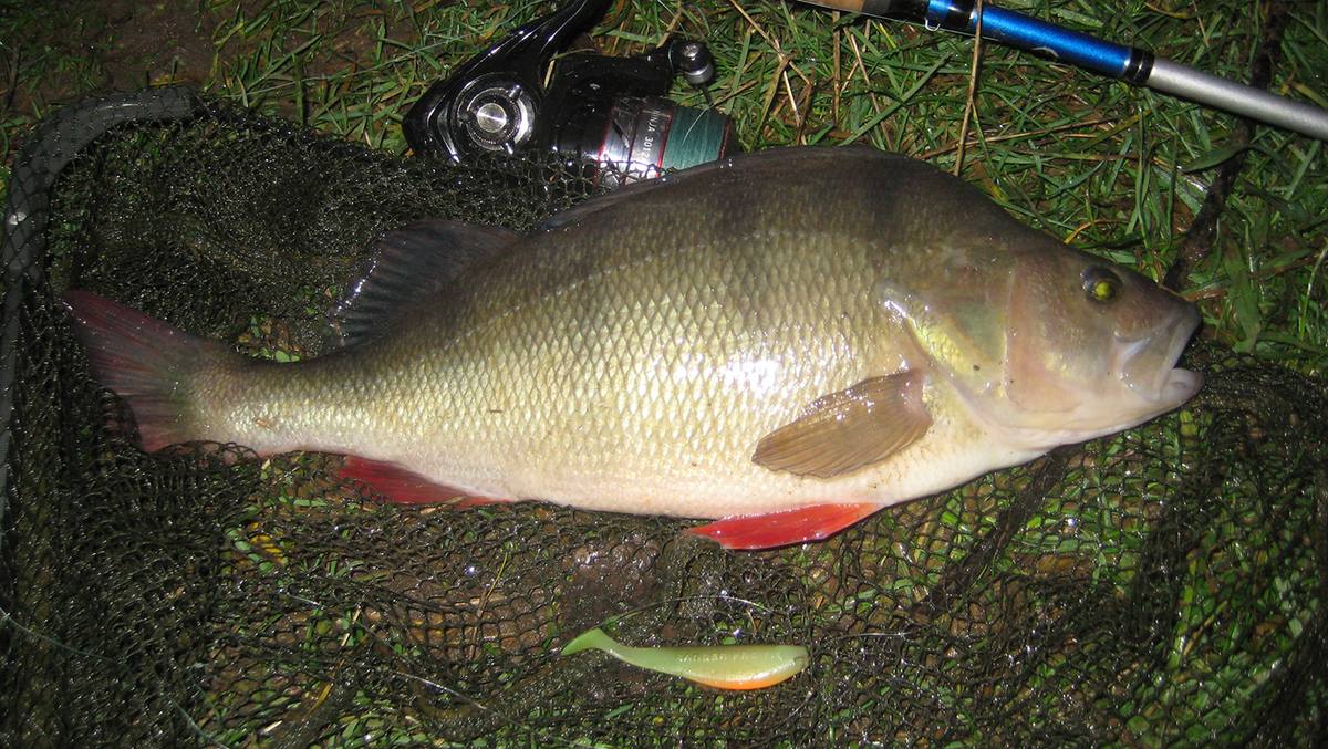 Perch On Fox Rage Lures