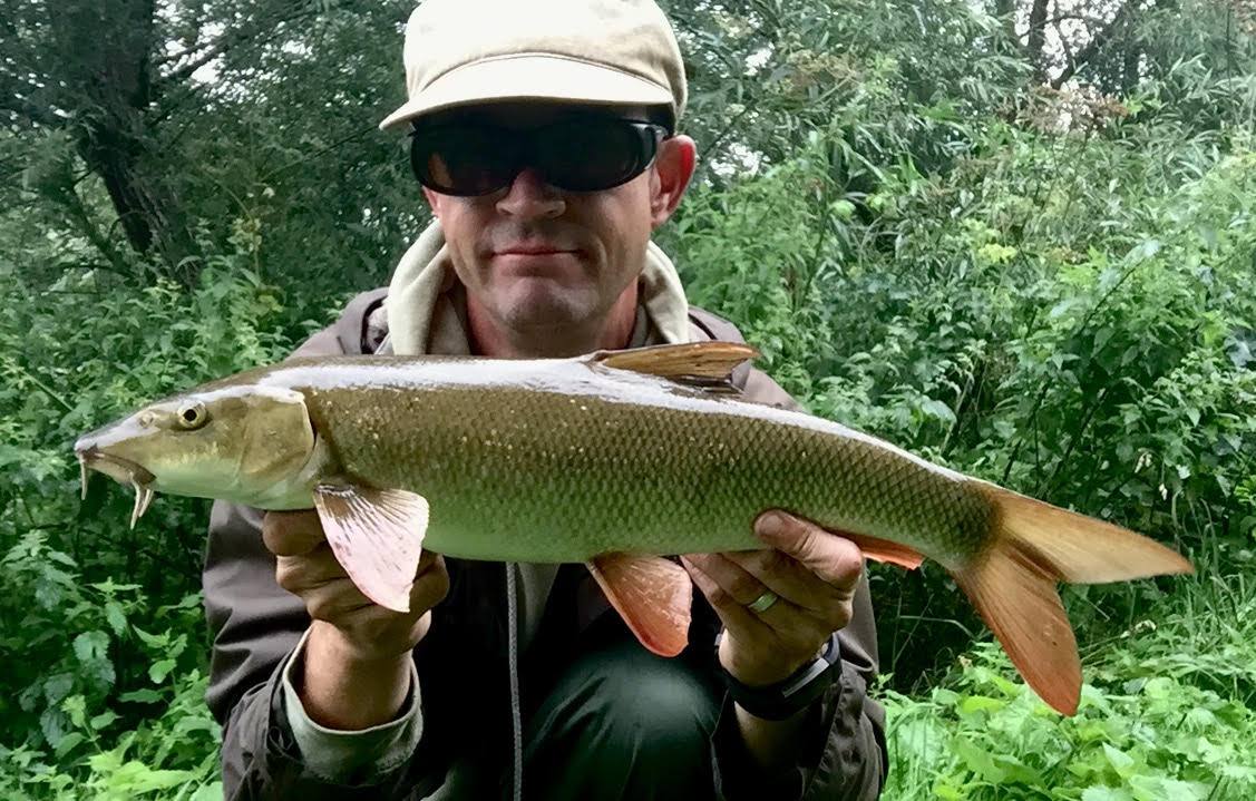powerful little barbel
