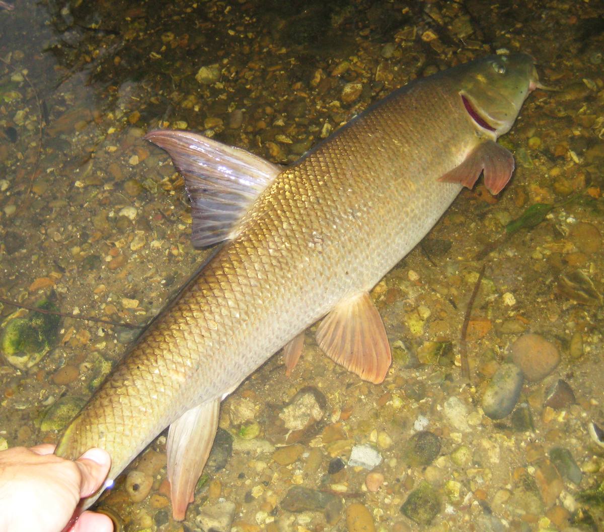 returning a barbel