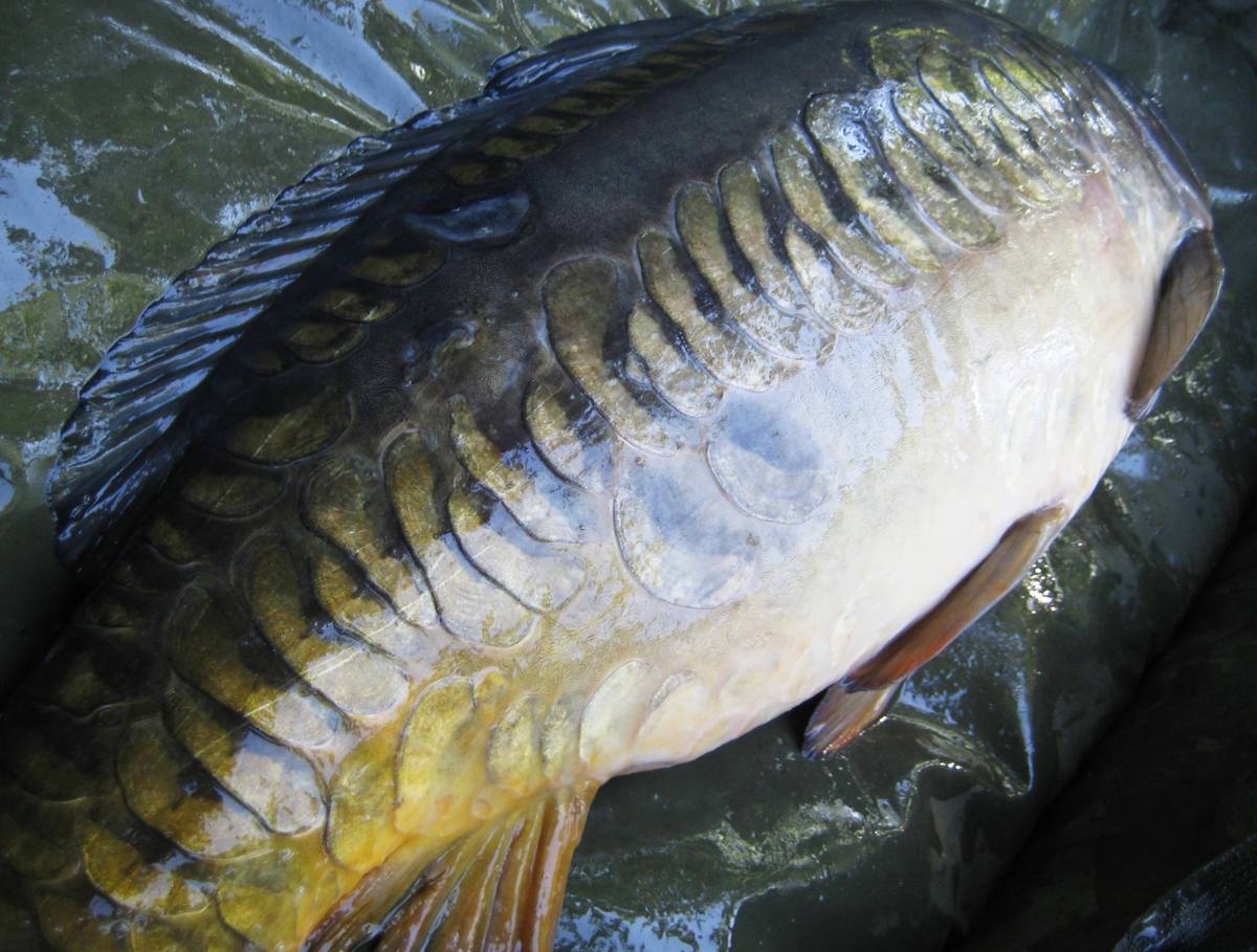 carp farlows lake 2