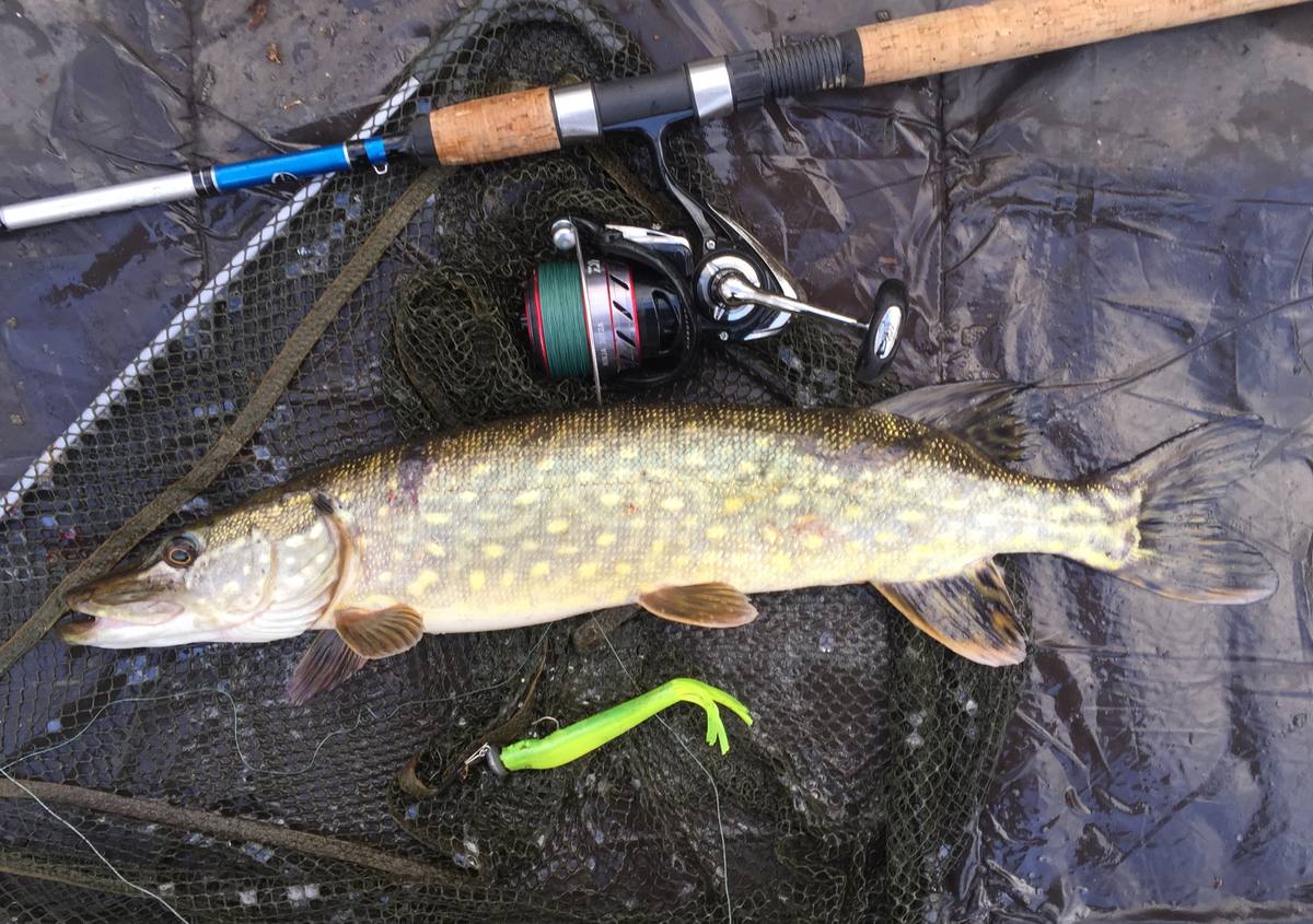 lure caught pike hertfordshire
