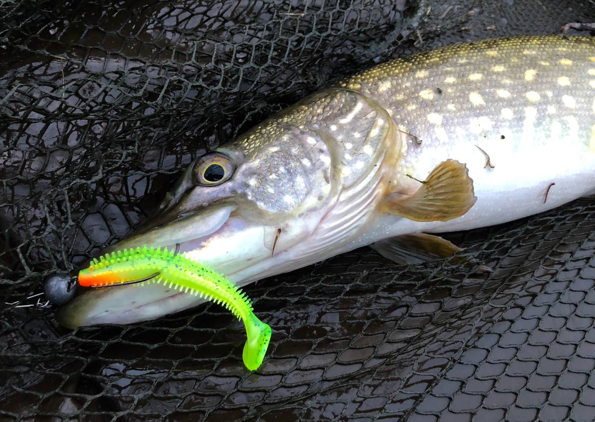 fox rage spikey shad
