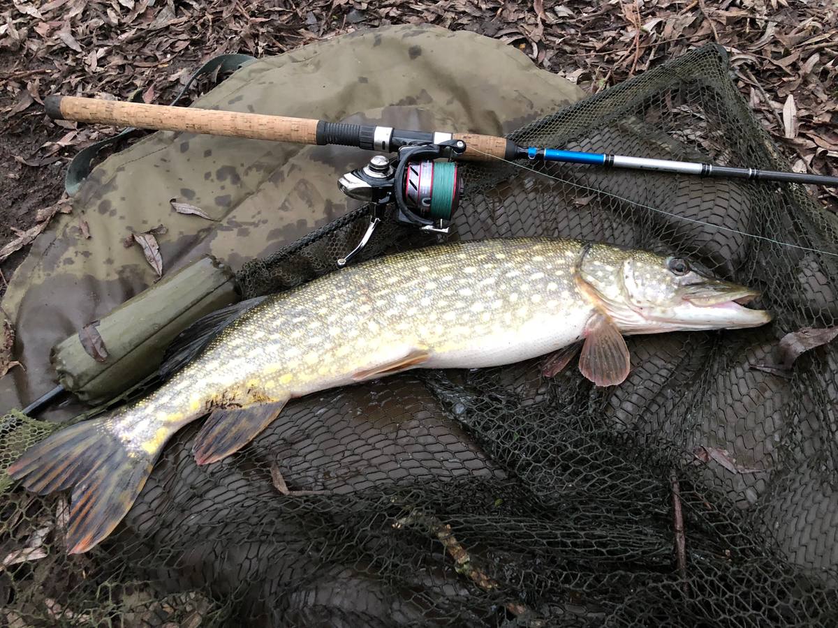 pike fishing river lea