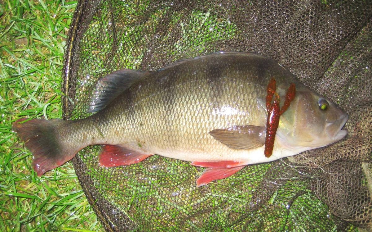 perch z-man punch craw