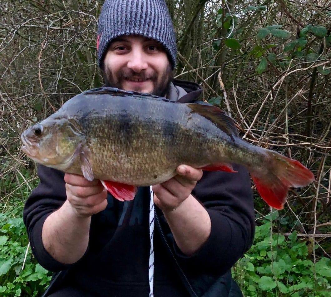 huge perch lea