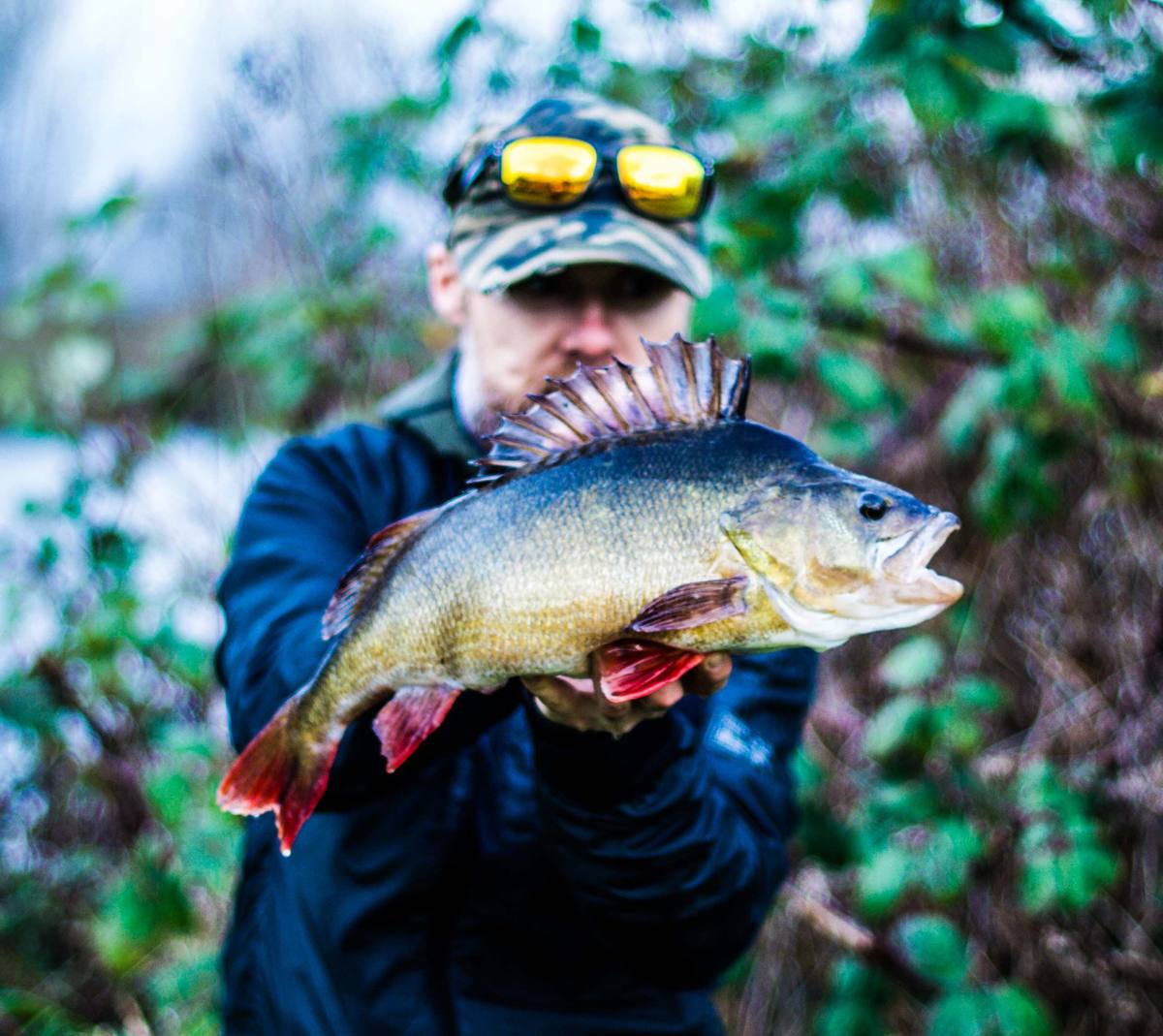 monster perch