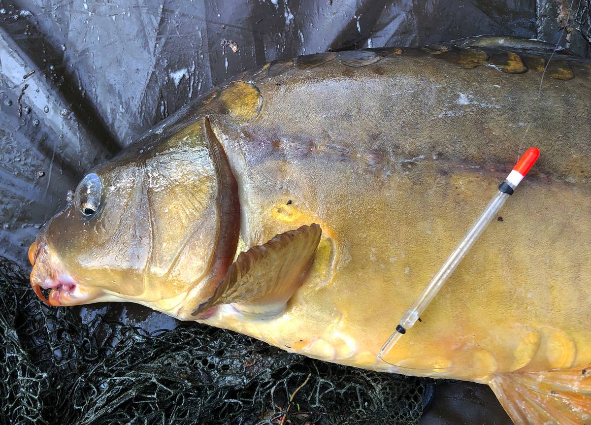 Float Fishing for Carp