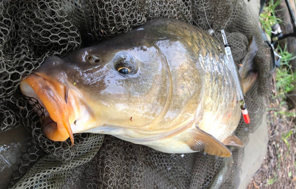 Carp Fishing Ware