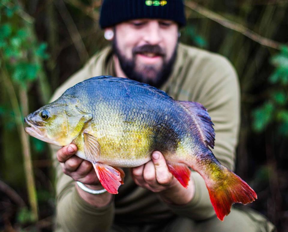 large perch