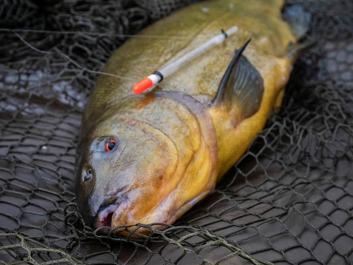 Tench Fishing in Hertfordshire