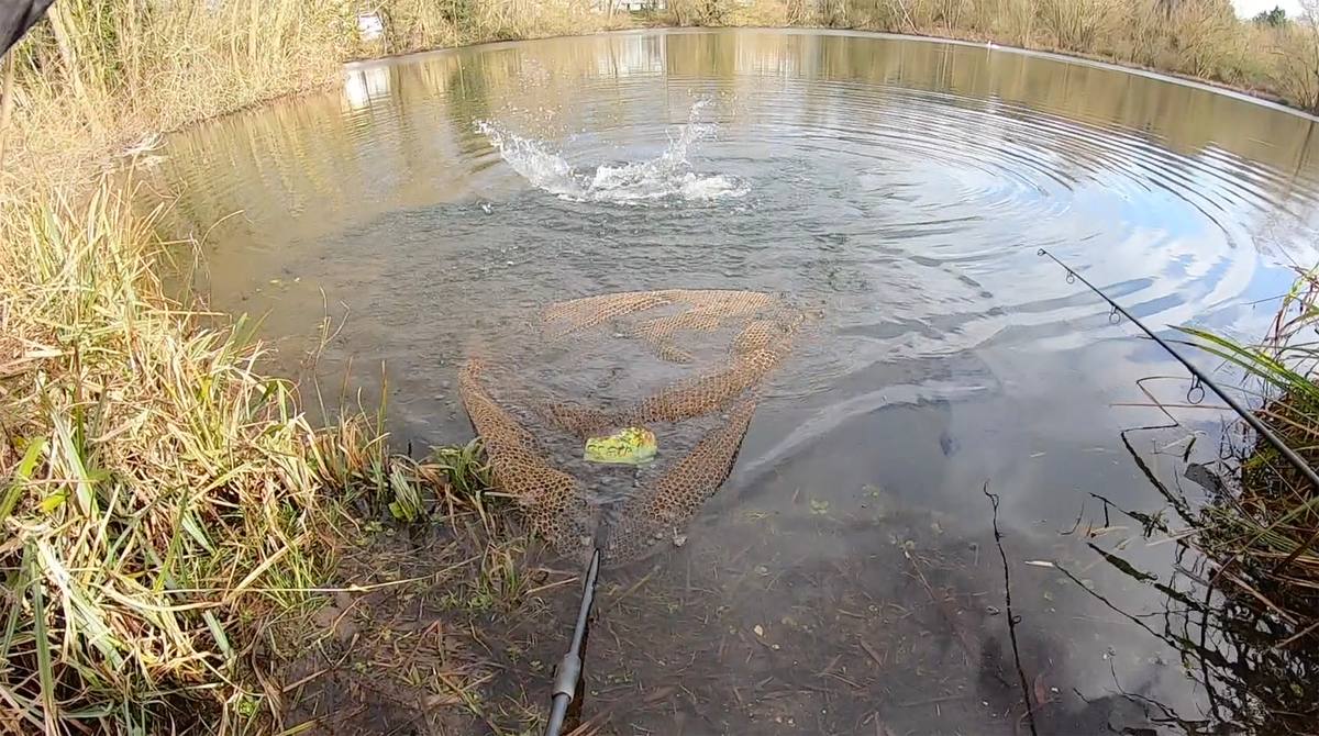 pike in the net