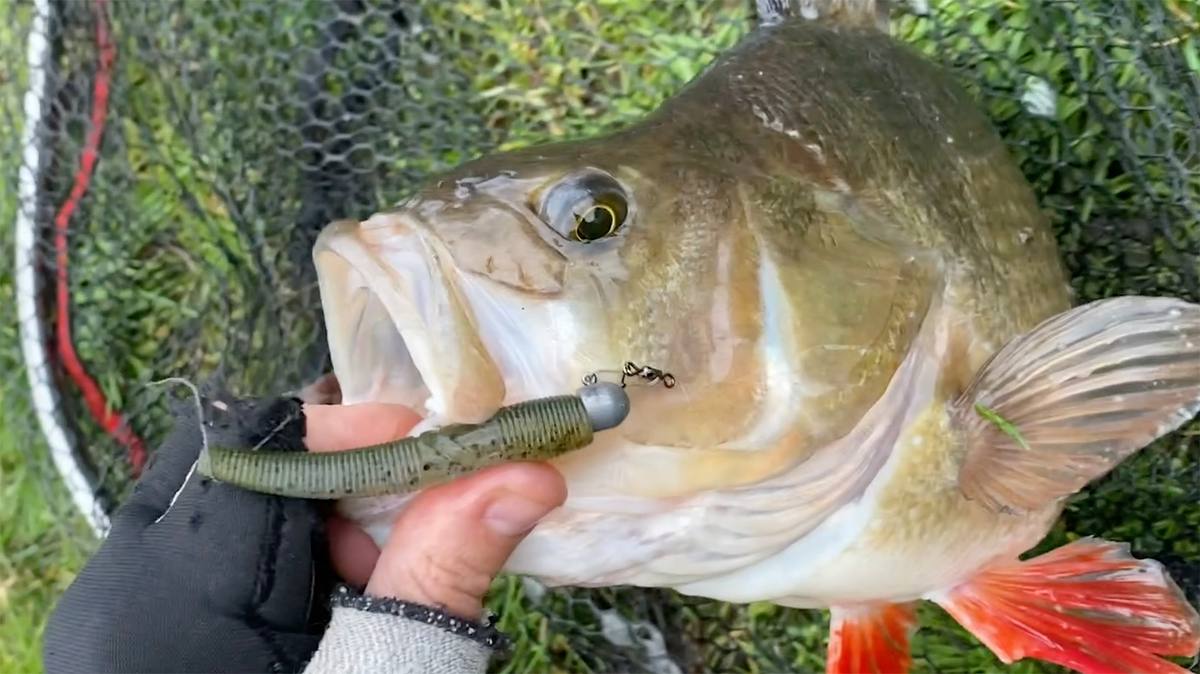 massive big perch on lures