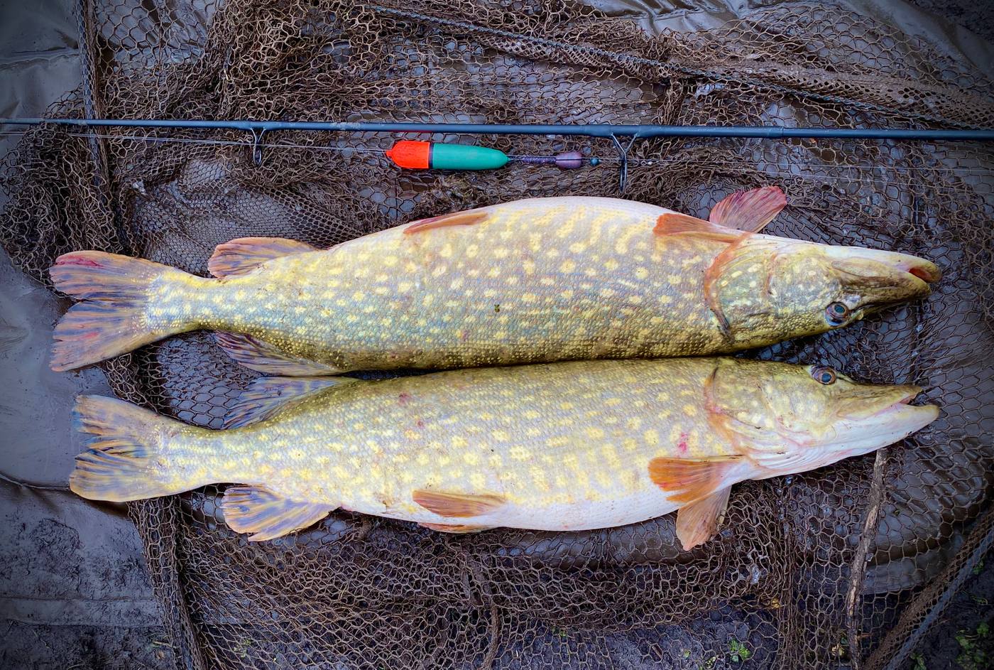 Float Fishing for Pike