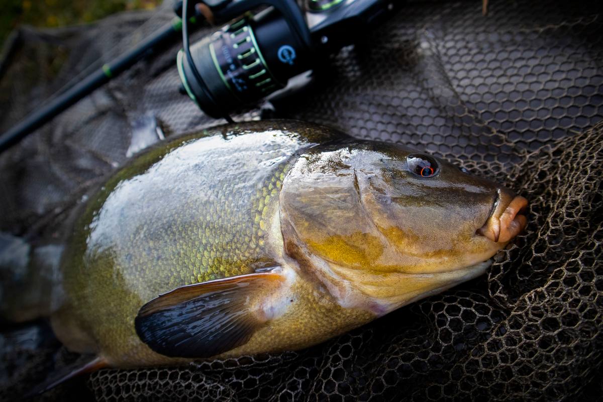 Spring Tench Fishing