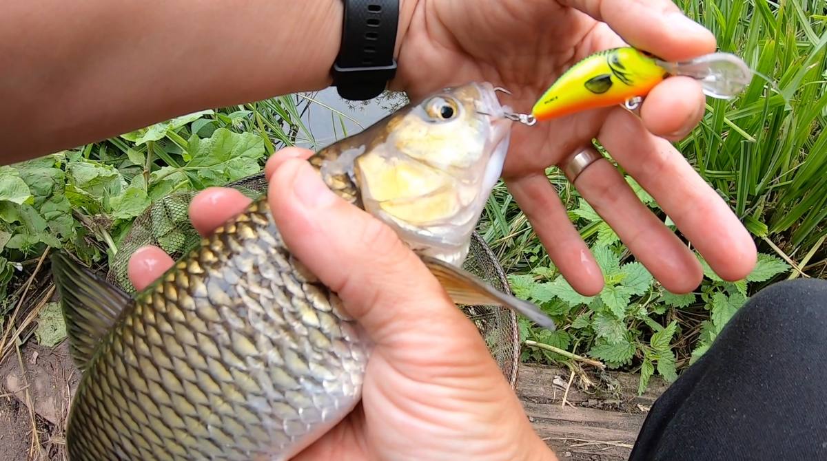 Chub fishing crankbaits