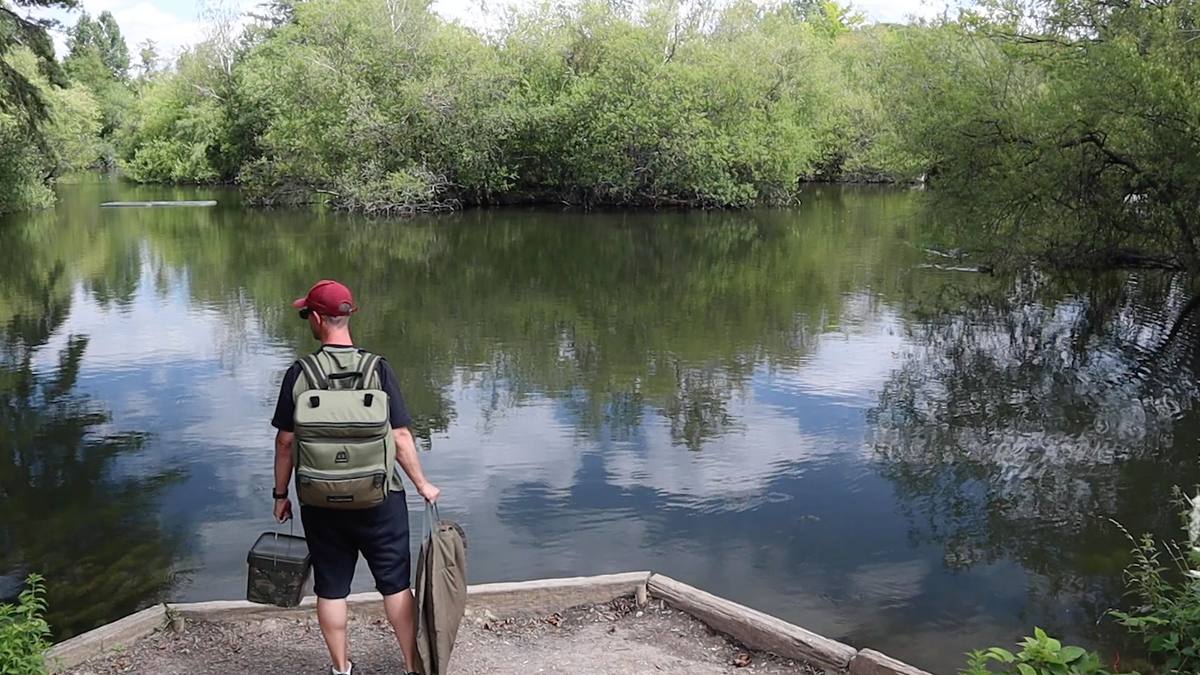 Stalking carp on the surface