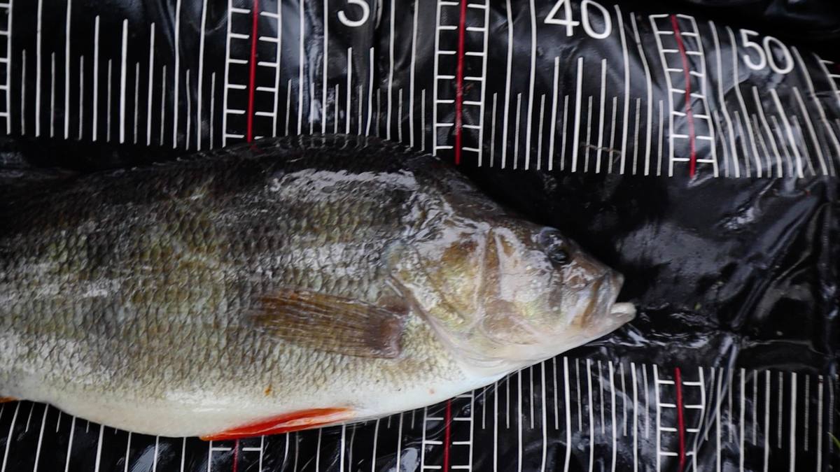 Perch Fishing Snapper