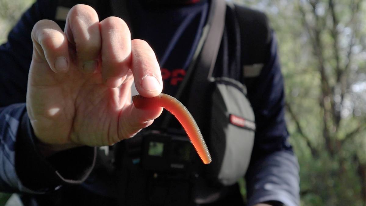 Korum Snapper Squirmz Lobworm