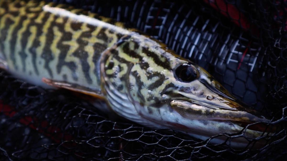 Stunning Pike