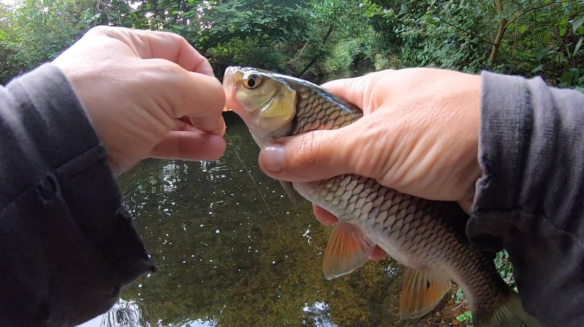Small Chub River