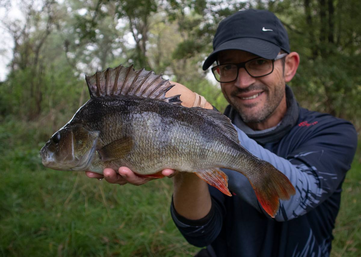 River Perch Dropshotting