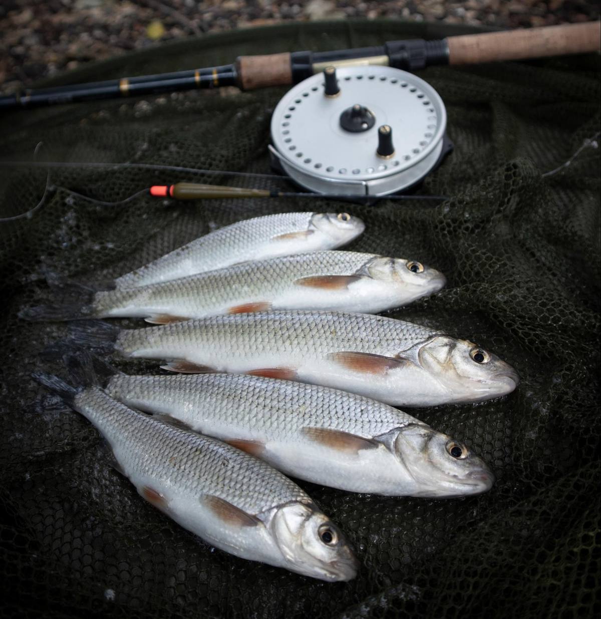 Big river pike on lures