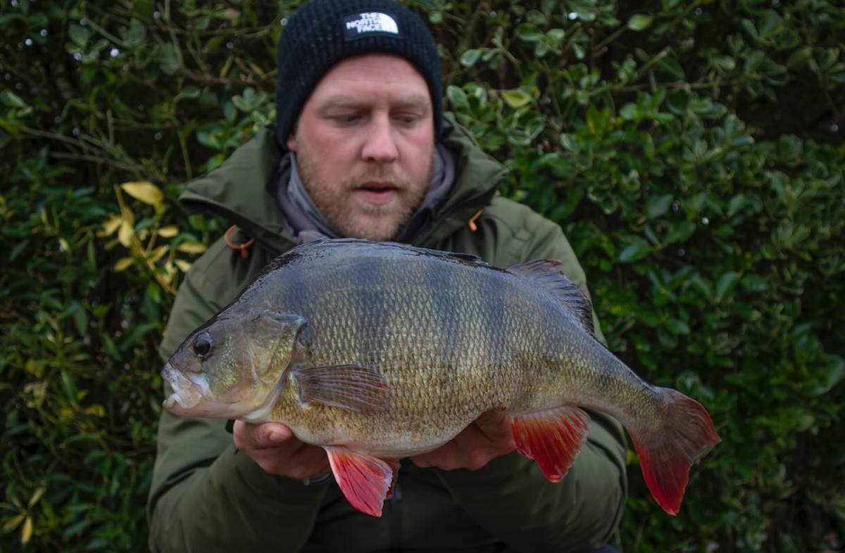 Sam Delasalle perch fishing
