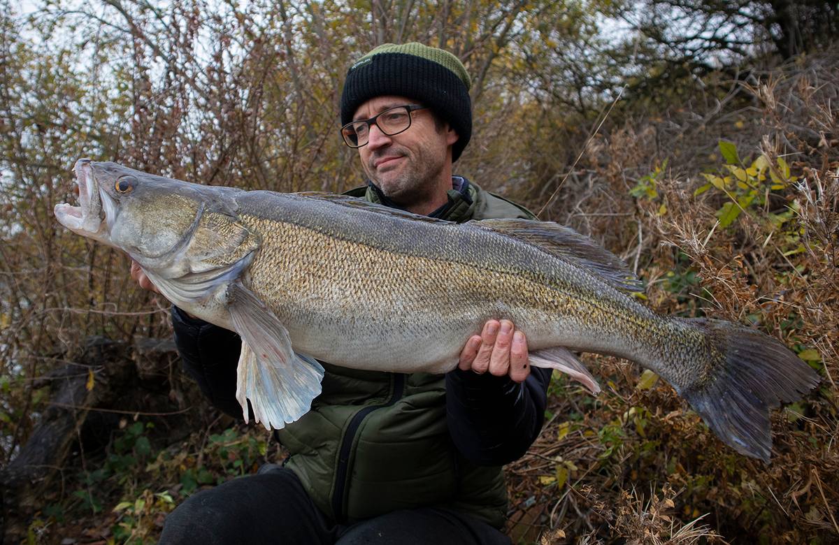 Big Zander fishing uk