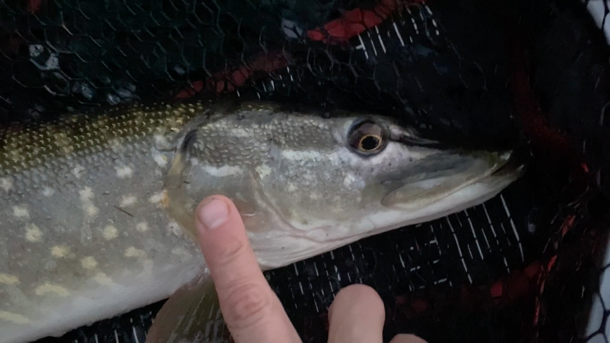 Early season tench from shallow lakes