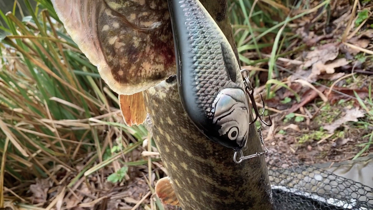 Pike Fishing Salmo Slider