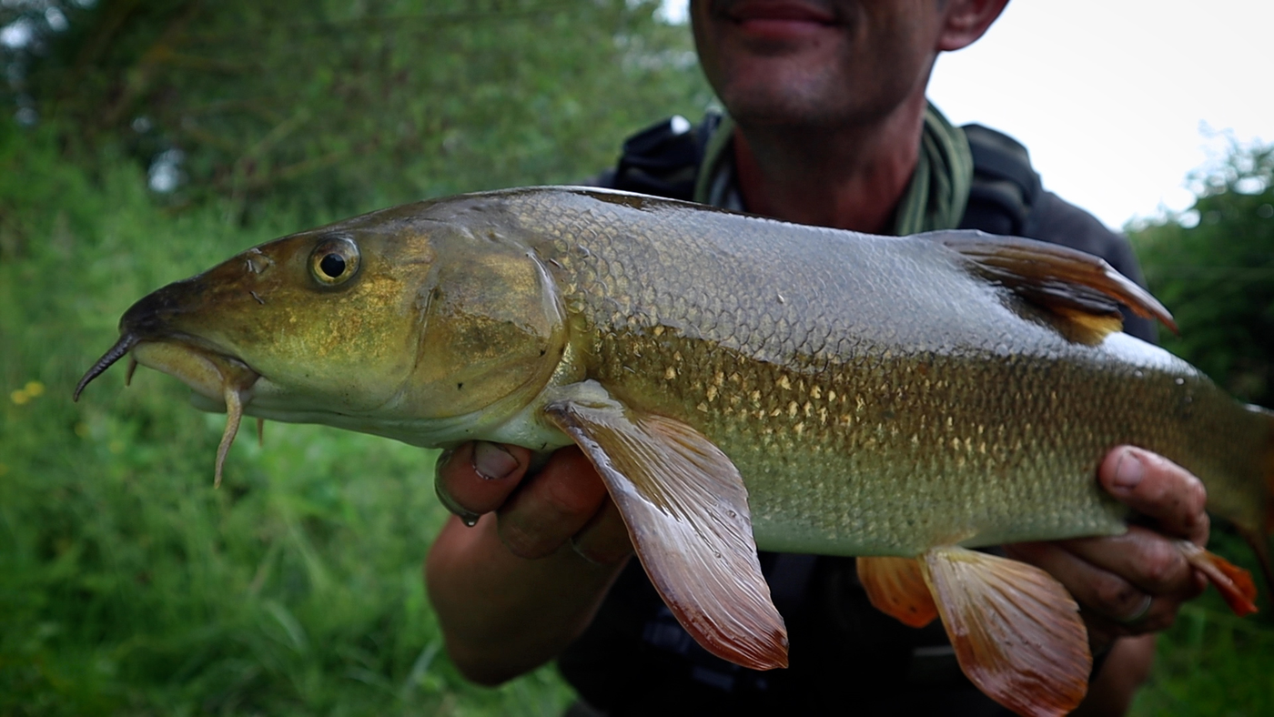 Chub and barbel fishing on small rivers