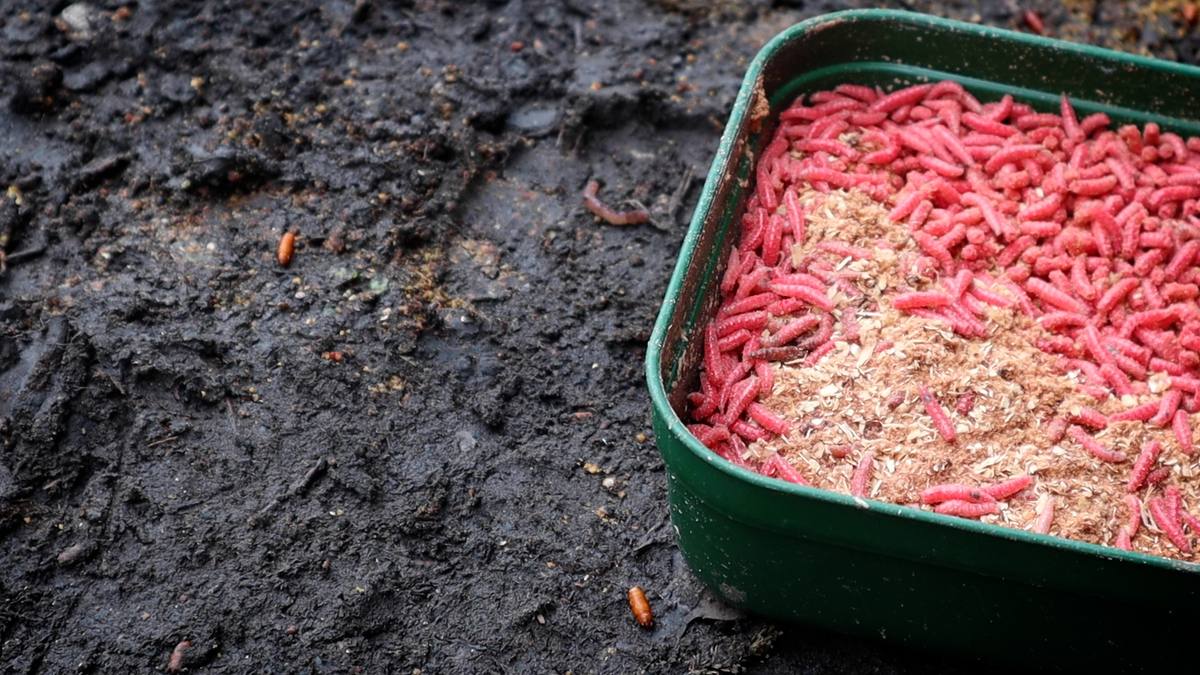Red Maggots for tench