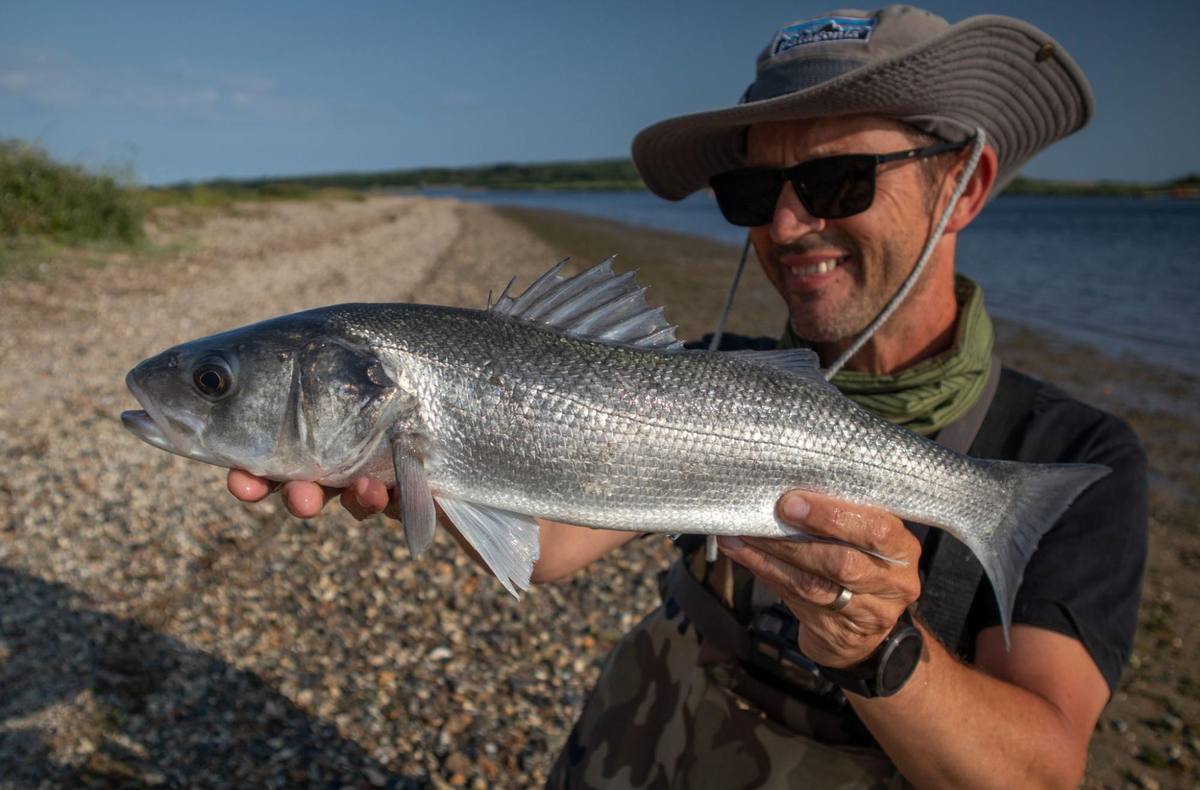 stunning sea bass