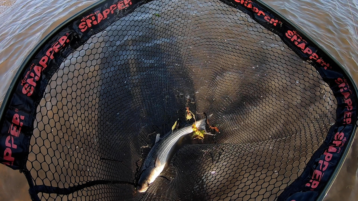 big mullet in the net