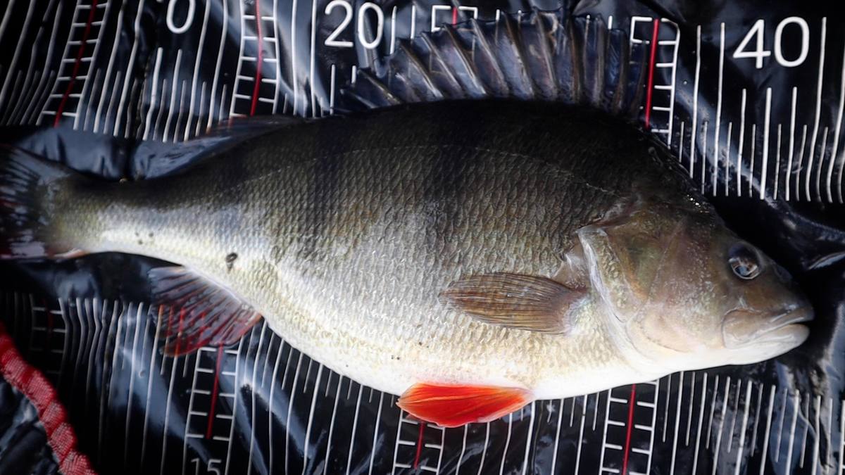 Huge Perch Fox Rage