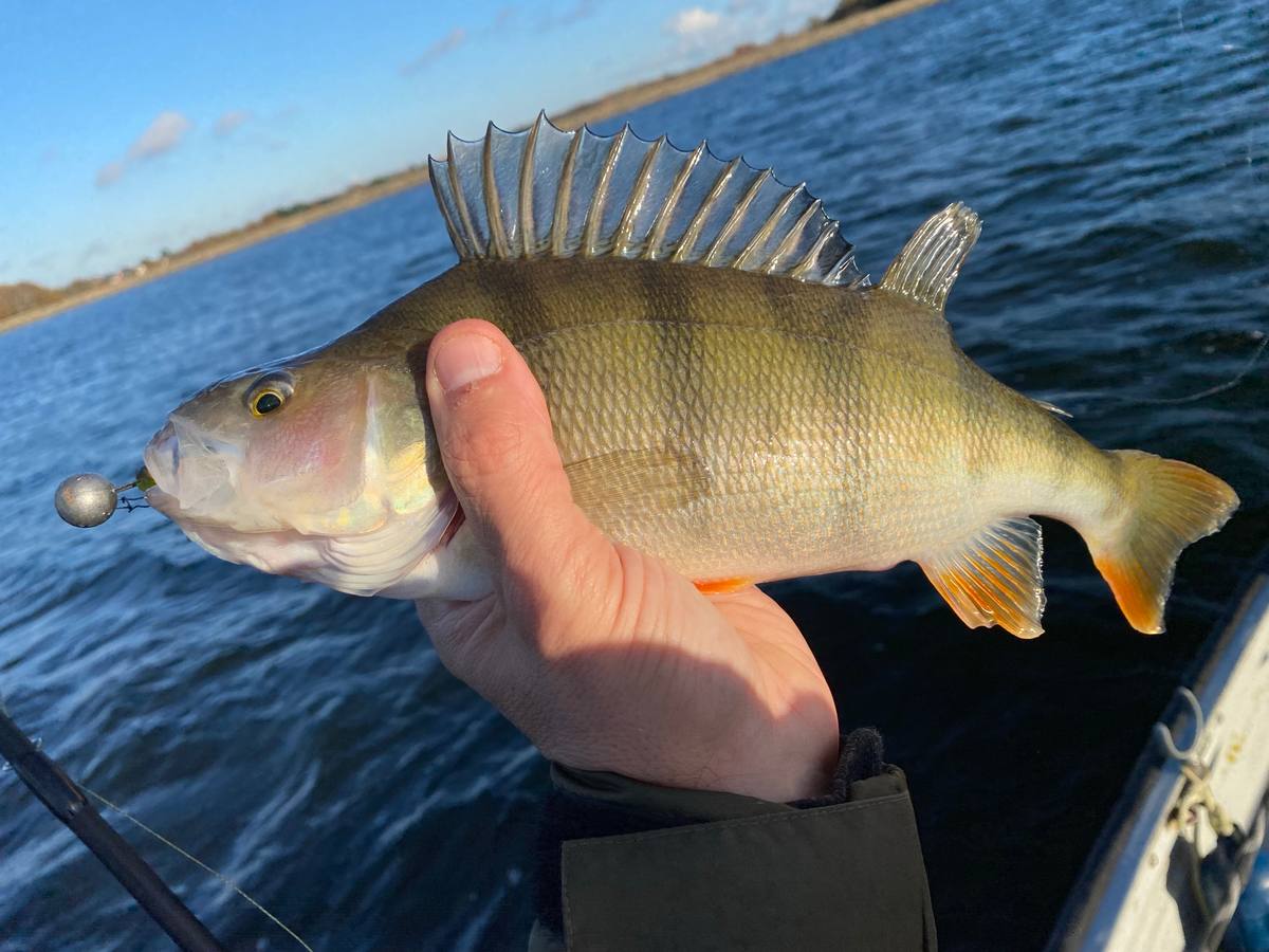 Perch fishing slick shad