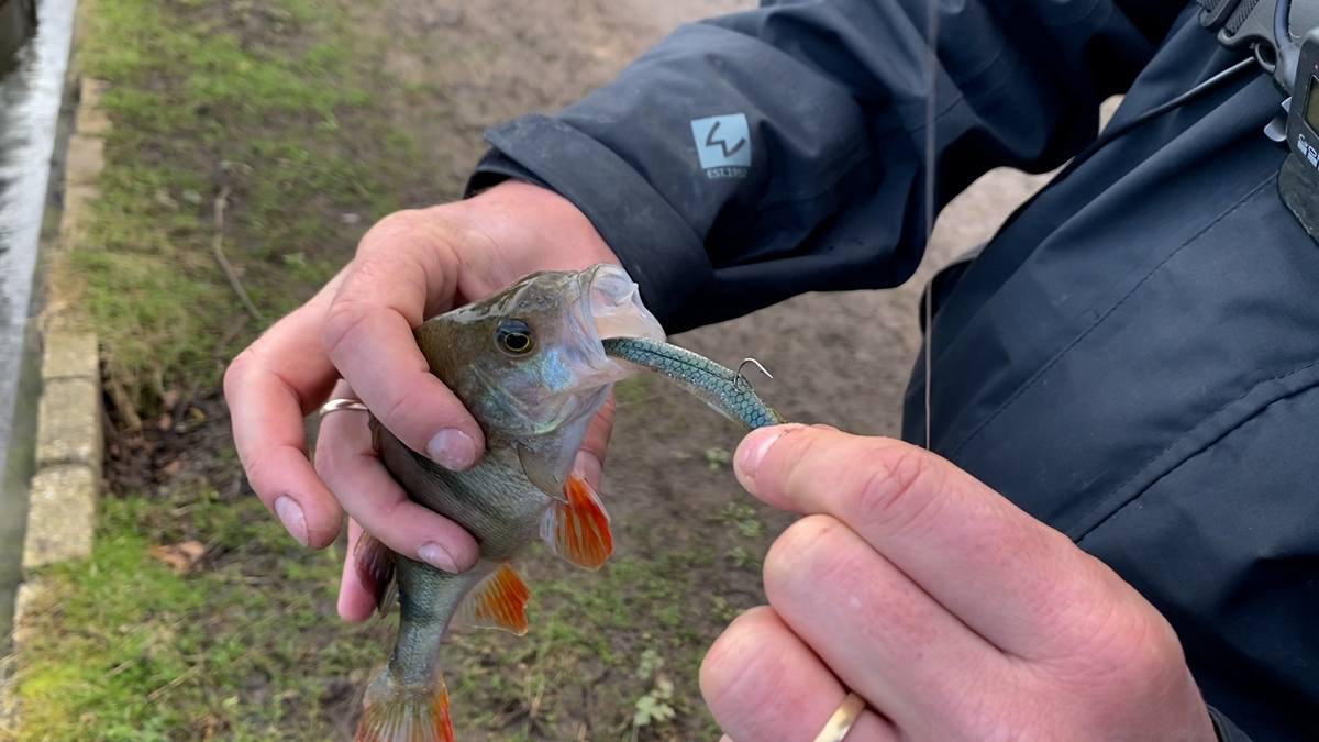Westin perch fishing lures
